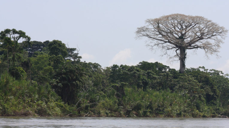 Parque Nacional Yasuní