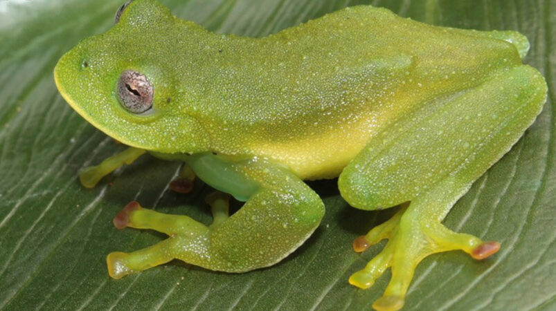 Descubren Dos Nuevas Especies De Rana De Cristal En Azuay