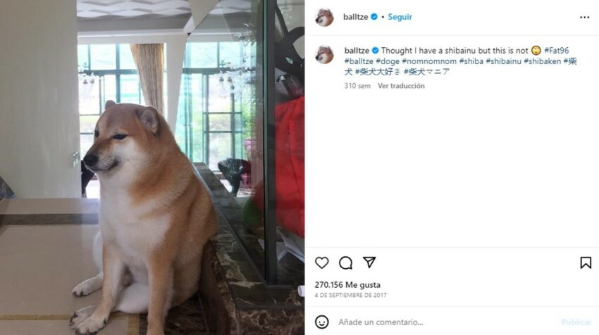 Balltze El Famoso Perrito De Los Memes Falleci