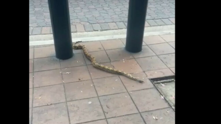 Una boa constrictor se paseó por la avenida 9 de octubre, centro de Guayaquil