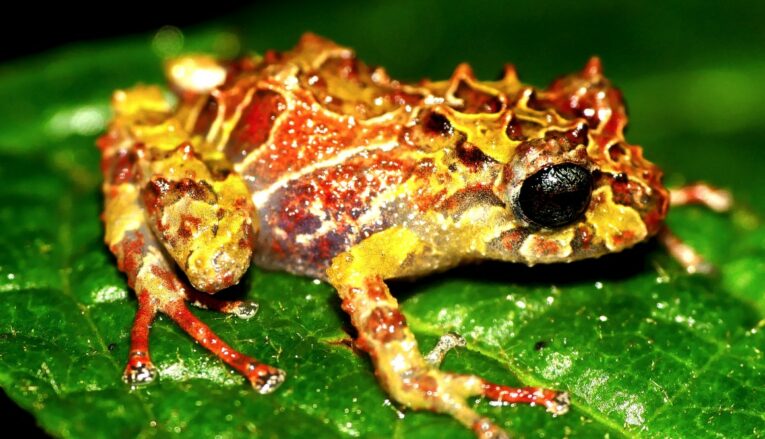 Nueva especie de rana descubierta en Ecuador.