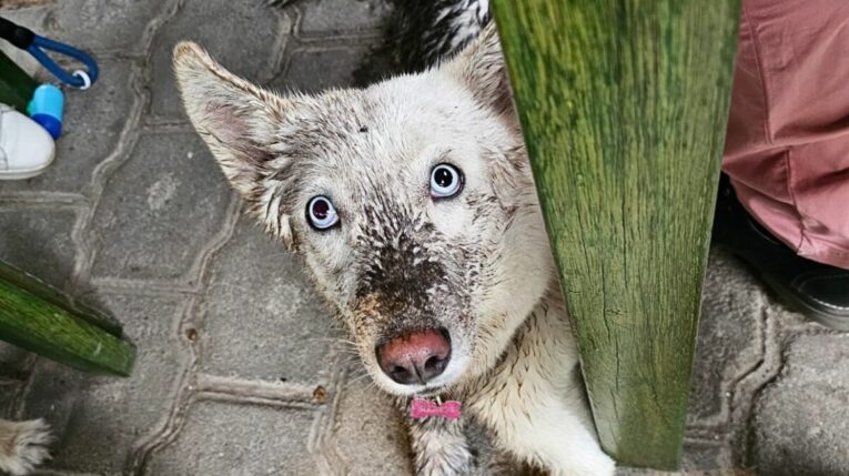 Durante los paseos, los perros también pueden sufrir accidentes, picaduras, reacciones alérgicas, y por ello es mejor estar preparado con un botiquín canino.