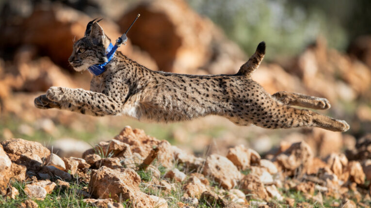 Un hito para el ambiente: El lince ibérico ya no está en peligro de extinción