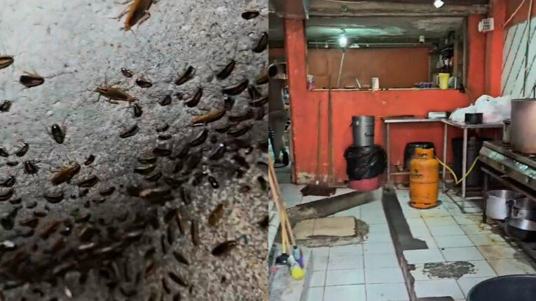 ¡Ratas, cucarachas y palomas! Restaurante clausurado en Guayaquil por "alta presencia de plagas"