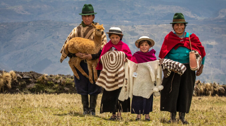 Alpaca