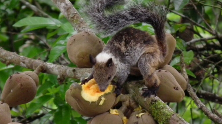 Científicos maravillados por el hallazgo de ardillas con melanismo en Ecuador
