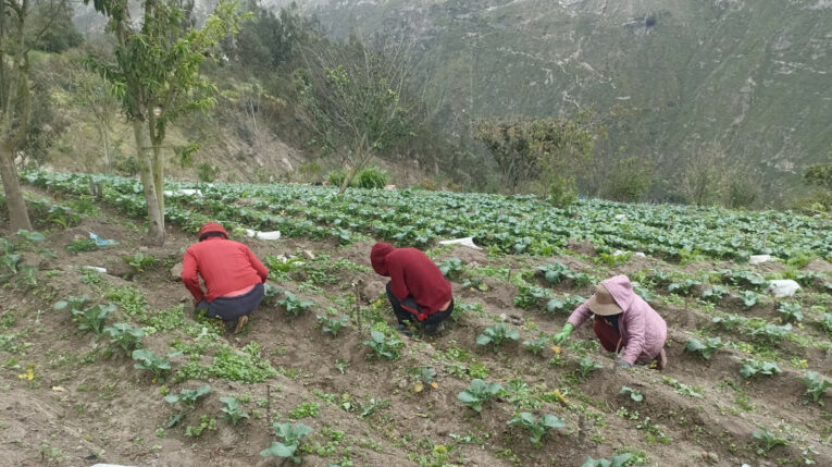Rosa Jerez y su familia colocan abono natural para salvar la pequeña producción de hortalizas en El Rosario (Pelileo), el 8 de julio de 2024.