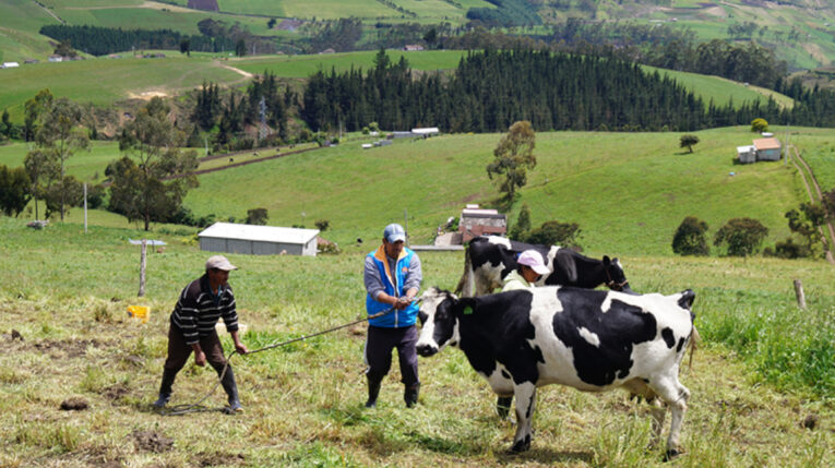 Crianza de ganado. Foto Ministerio de Agricultura, del 2024.