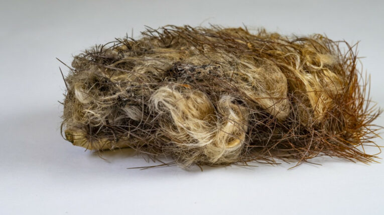 Esta imagen sin fecha publicada por el Museo de Historia Natural de Florida muestra partes del cactus de Key Largo cubiertas de pelos y espinas, hasta el punto de que un fragmento aislado podría no parecer en absoluto procedente de un cactus.