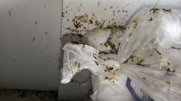 Supermercado clausurado en Bolívar almacenaba alimentos entre heces de palomas