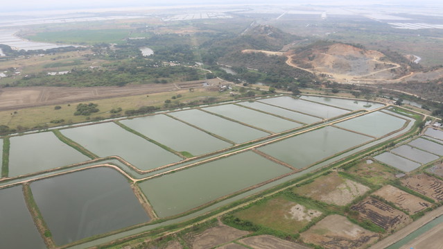 Industrial Pesquera Santa Priscila tiene más de 4.000 hectáreas de piscinas de camarón, dos plantas procesadoras y seis laboratorios para la producción de larvas. 