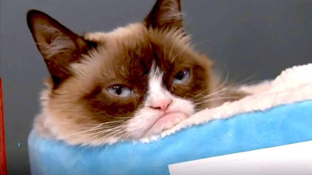 Muere la Gatita Gruñona, más conocida como Grumpy Cat