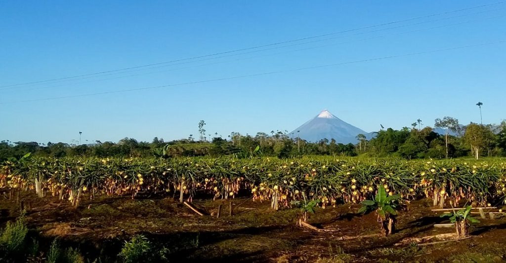 Cinco países, los principales mercados de las frutas exóticas ecuatorianas