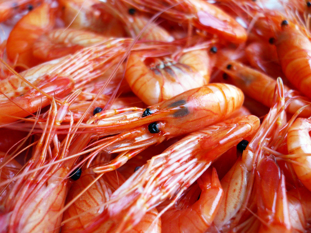 El camarón ecuatoriano vuelve al mercado australiano