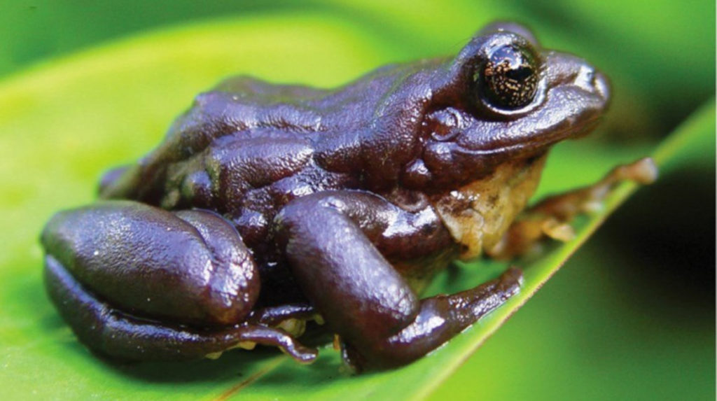 Hallan en Ecuador la rana terrestre más grande de los Andes