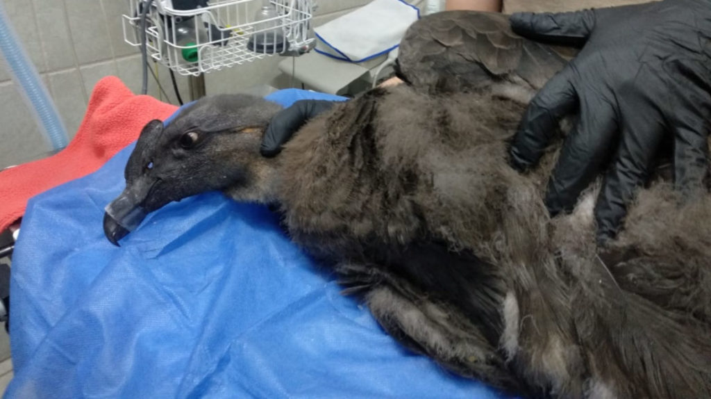 Un polluelo de cóndor fue rescatado en Cayambe sin plumas en su cola