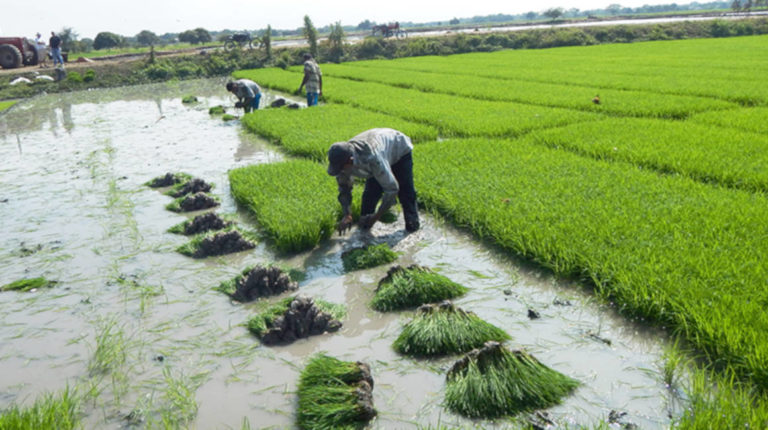 La agricultura de conservación, la oportunidad para el campo en Ecuador