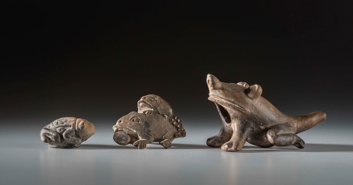 Representaciones de sapos y ranas Jama Coaque (500 a.C- 400 d.C) y Manteño-Huancavilca (400- 1532)
Cerámica