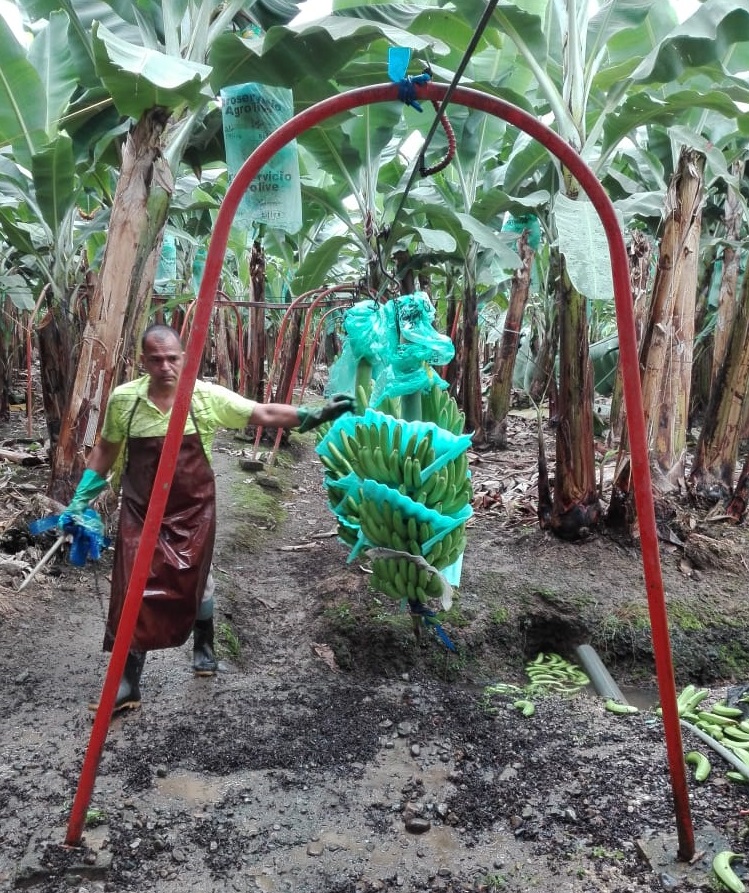 Imagen referencial de una plantación de banano en Ecuador