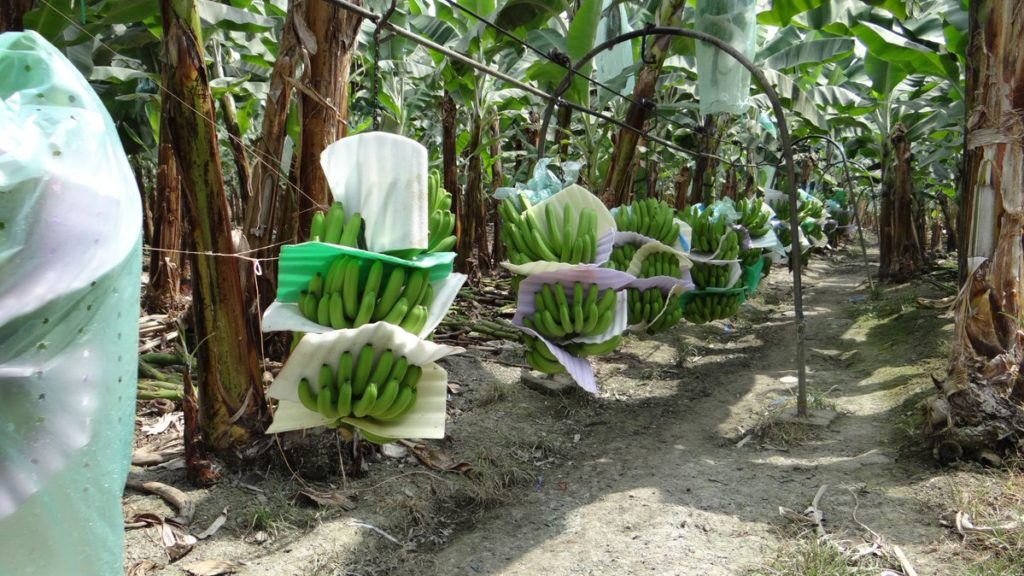 Letal hongo asiático pone en alerta a los bananeros ecuatorianos