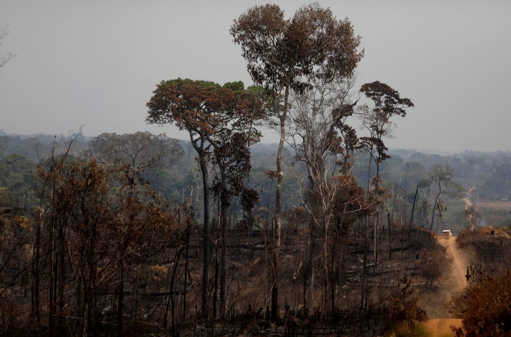 Colectivo advierte que 700.000 hectáreas de bosque han desaparecido en la Amazonía