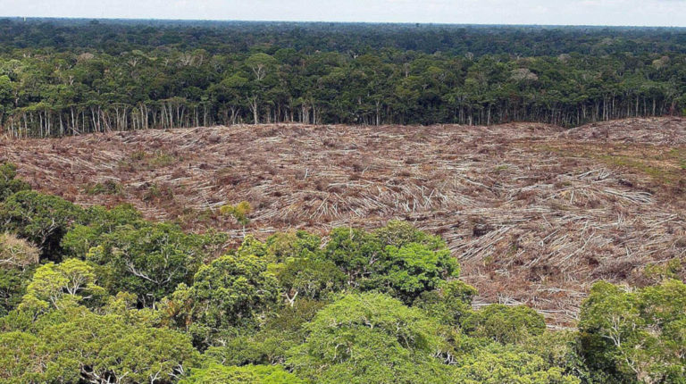 Ecuador pretende sembrar 9 millones de árboles en 10 años.