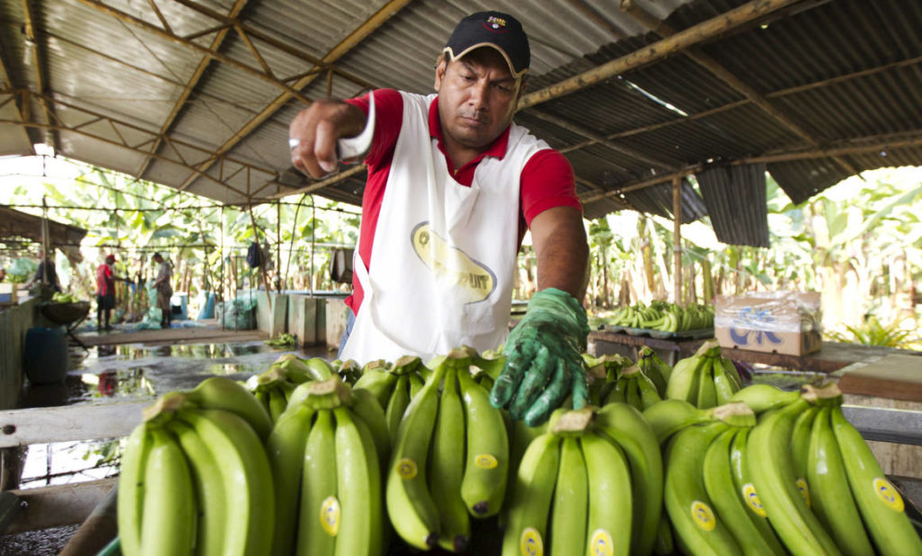 Gremio bananero pide cuatro incentivos para enfrentar efectos del coronavirus