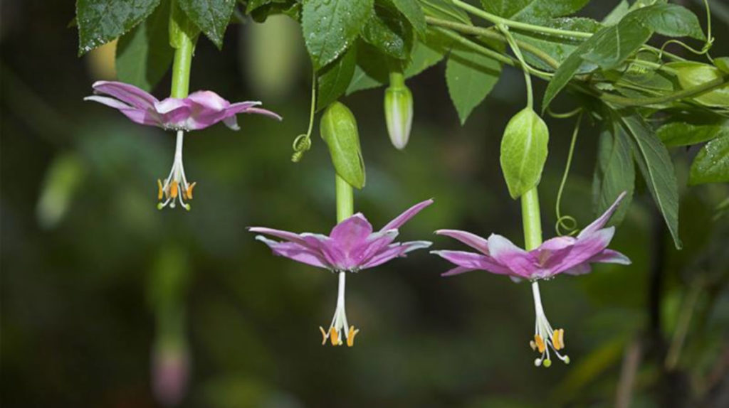 Descubren cuatro nuevas especies de orquídeas en Azuay, Morona y Zamora
