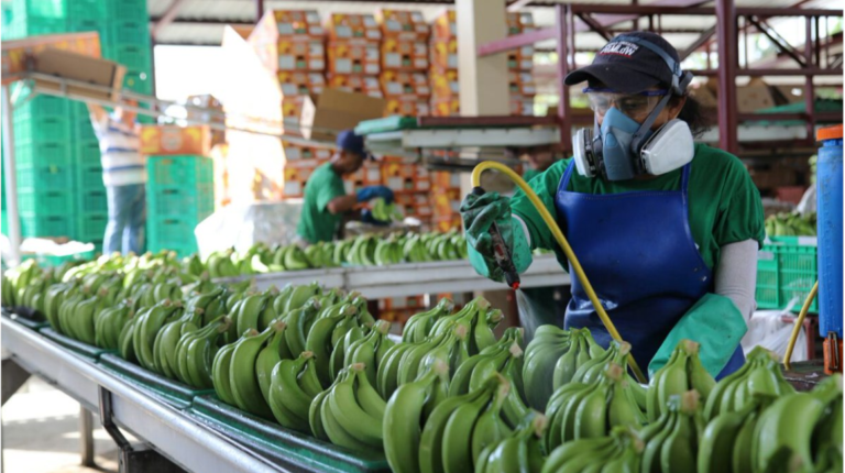 exportaciones bananeras