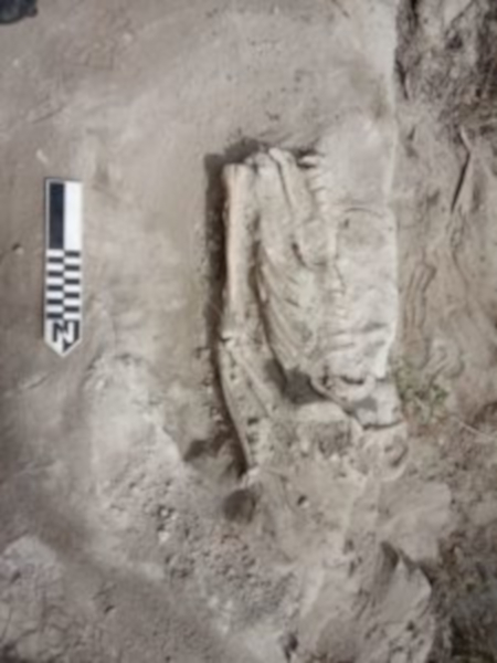 Los restos localizados en Perucho.