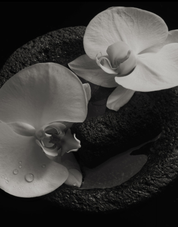 'Corpse Flower', de Mike Patton y Jean-Claude Vannier