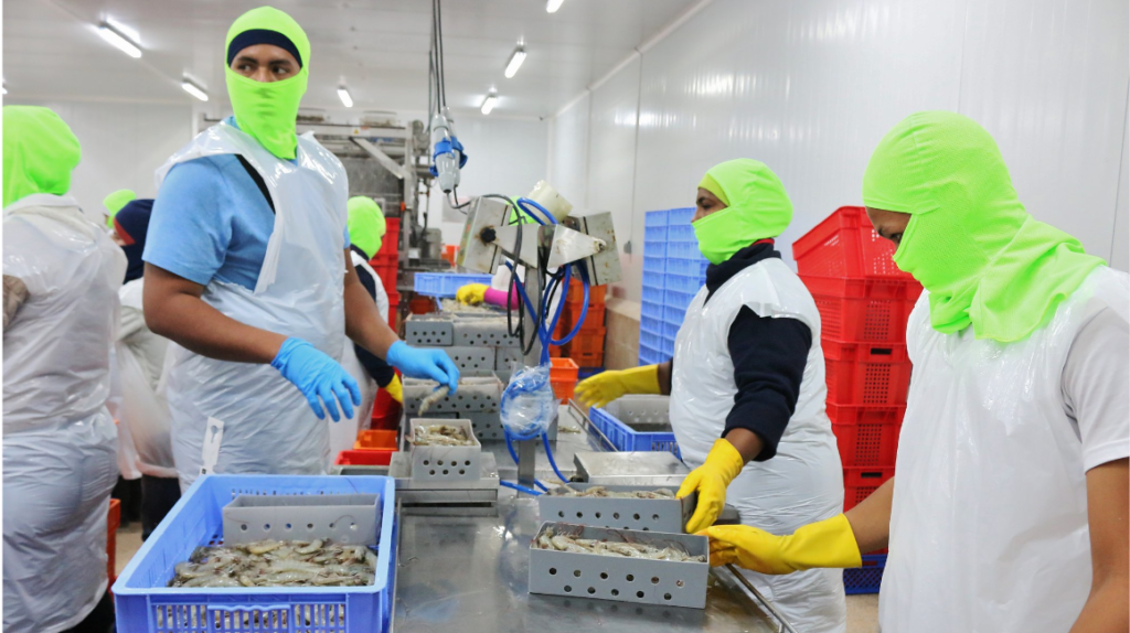 Los camaroneros ecuatorianos preocupados tras la suspensión de dos exportadoras en China