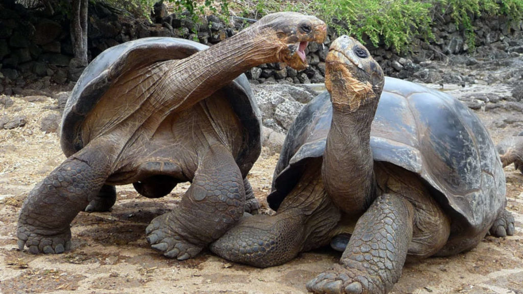 Ecuador logra reinsertar con éxito tortugas endémicas en Galápagos