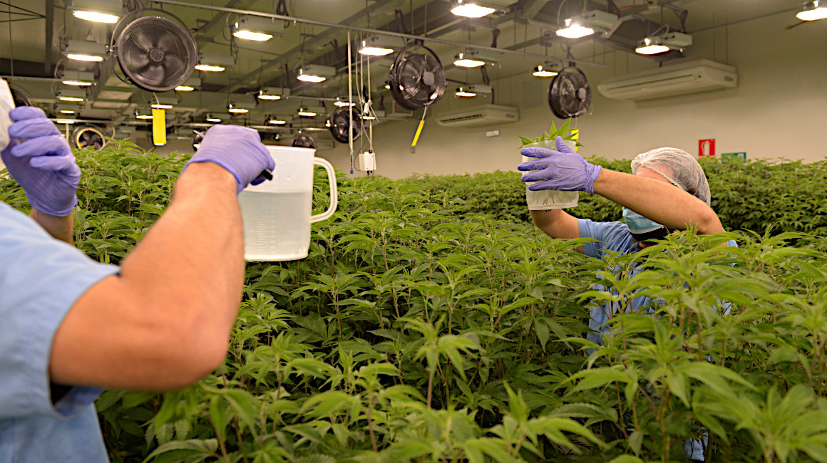 La industria del cannabis aumenta en América Latina. Trabajadores cultivan plantas de marihuana medicinal en Montevideo, Uruguay.