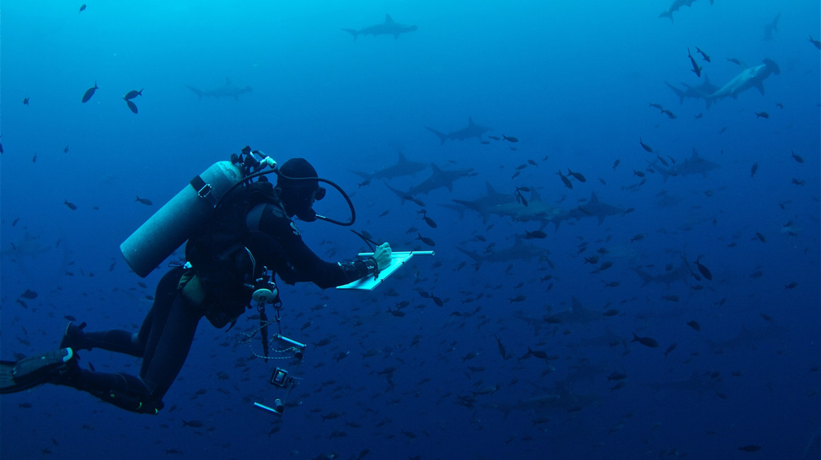 Fotografía cedida por la Fundación Charles Darwin que muestra a un buso documentando la vida marina en el mar de la isla Santa Cruz, Galápagos.