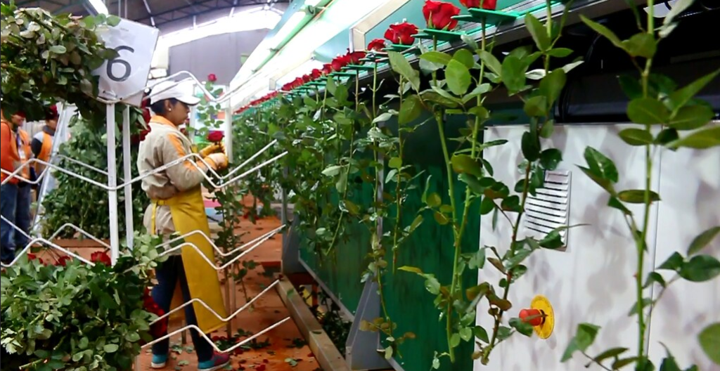 Florícolas pierden el 60% de sus ventas por culpa del coronavirus