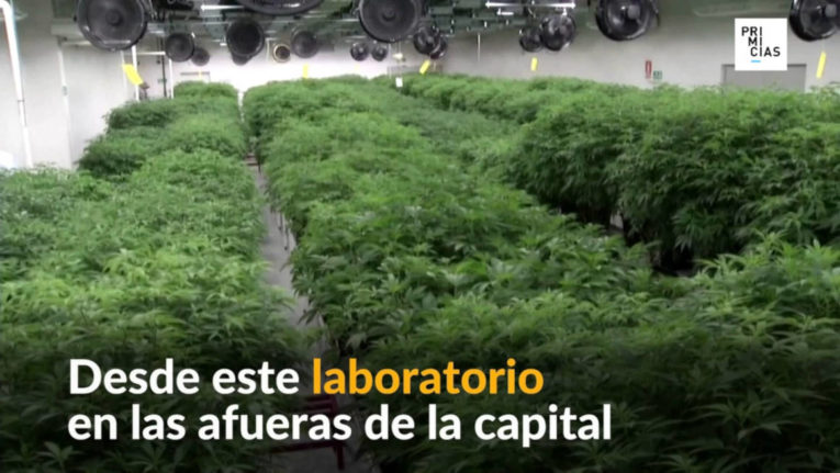 Uruguay se convierte en el primer exportador de cannabis medicinal