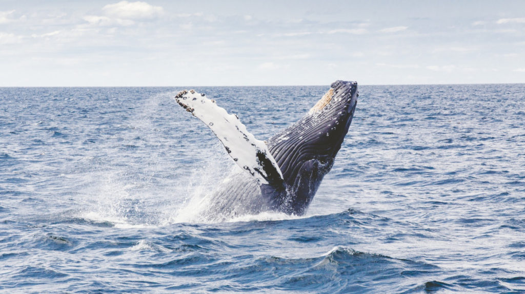 Biólogos se adentran en el corazón de la ballena azul