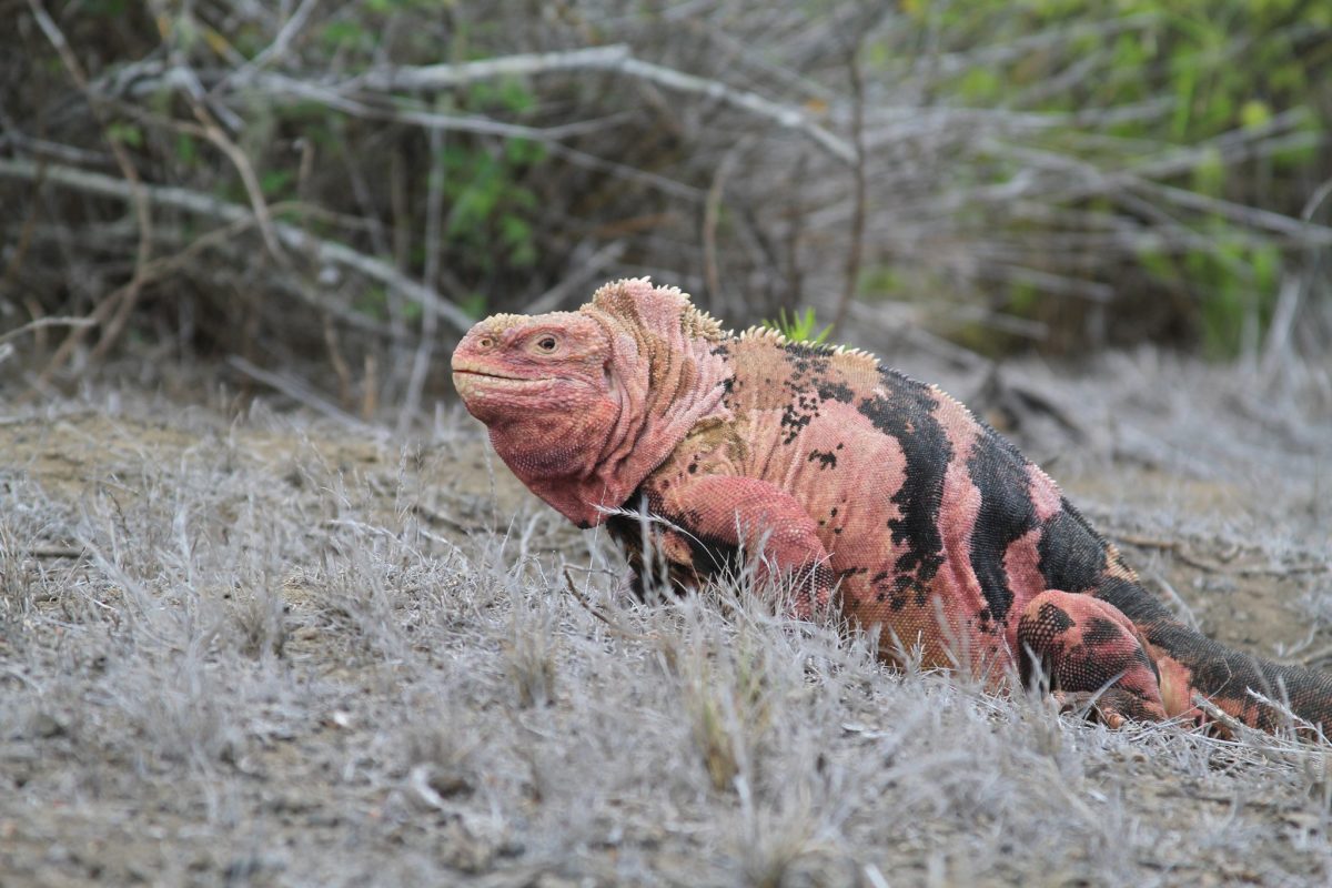 Imagen referencial de una iguana rosada, de las Galápagos.