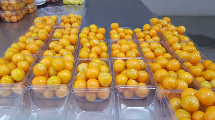 Ecuador tuvo que declarar zonas libres de la mosca de la fruta para poder exportar uvilla fresca a Estados Unidos.