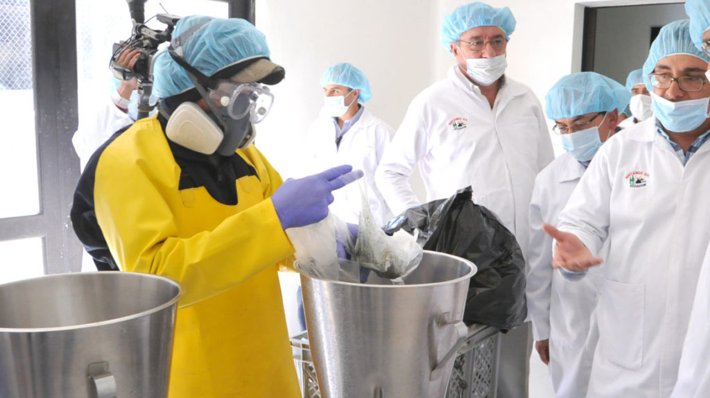 Ecuatorianos producirán aguacate en Colombia y exportarán chocho