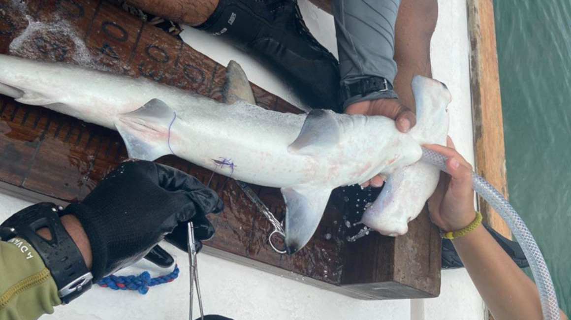 Momento en el que el tiburón martillo es marcado por personal del Parque Nacional de Galápagos, el 10 de marzo de 2020. 