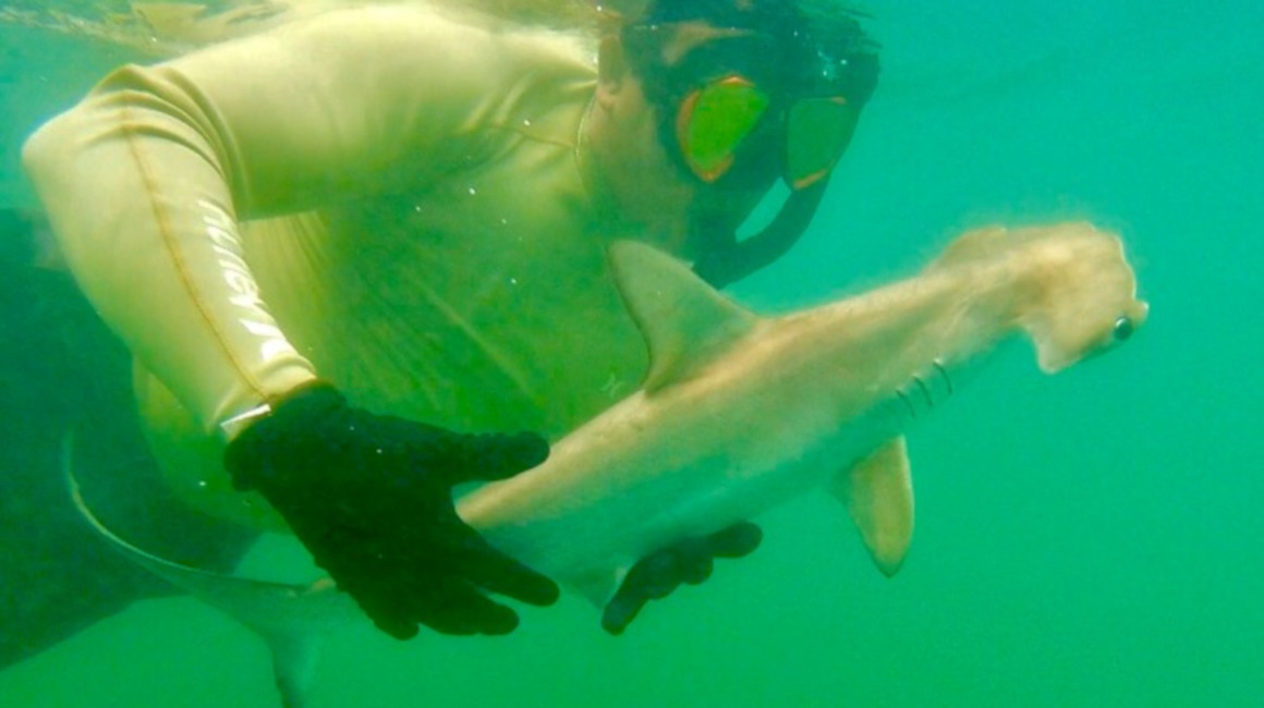 Momento en el que el tiburón martillo es marcado por personal del Parque Nacional de Galápagos, el 10 de marzo de 2020. 