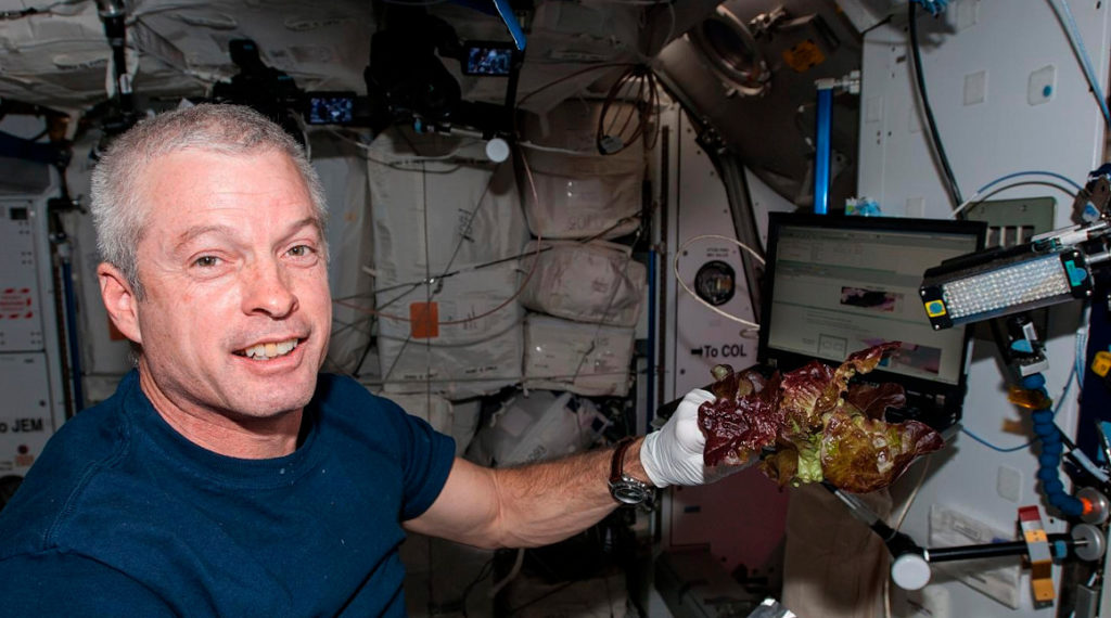 NASA cultiva lechugas sin microbios y seguras para consumo