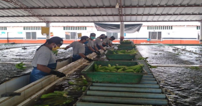 En las fincas productoras de banano se prohibió el contacto físico entre trabajadores. 