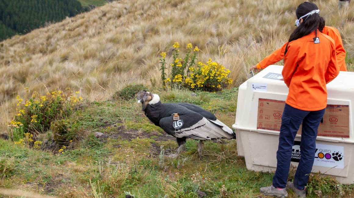 Iguiñaro, un espécimen de cóndor andino, fue liberado la mañana del 30 de mayo luego de un mes de recuperación tras haber sido herido con perdigones.