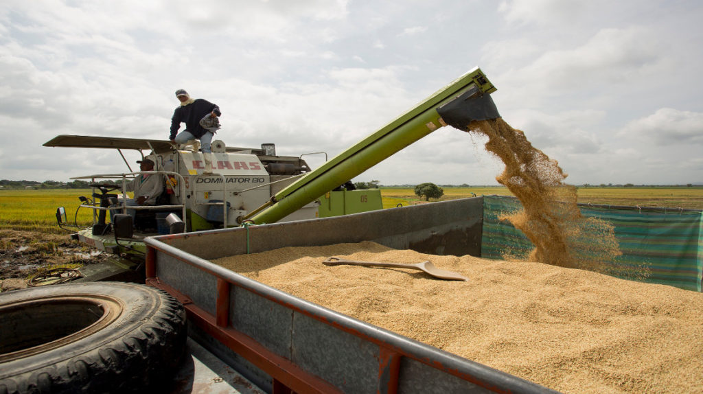 Agricultores de maíz y arroz se adaptan para reiniciar su actividad