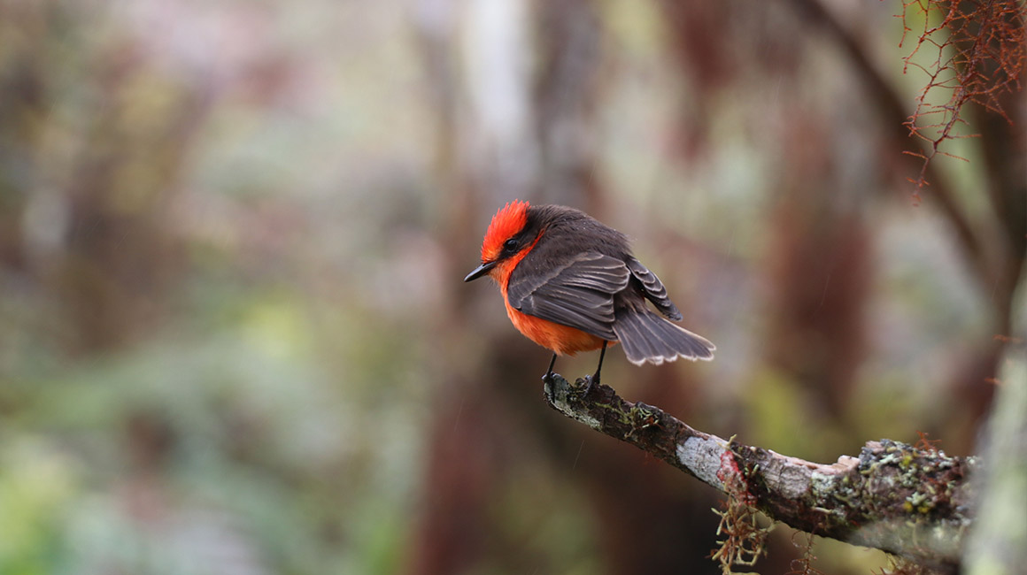 Pájaro Brujo (Pyrocephalus nanus) en el Parque Nacional Galápagos. Especie en peligro de extinción.