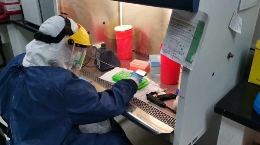 Una especialista de UEES Biolab procesa pruebas este 12 de junio de 2020.
