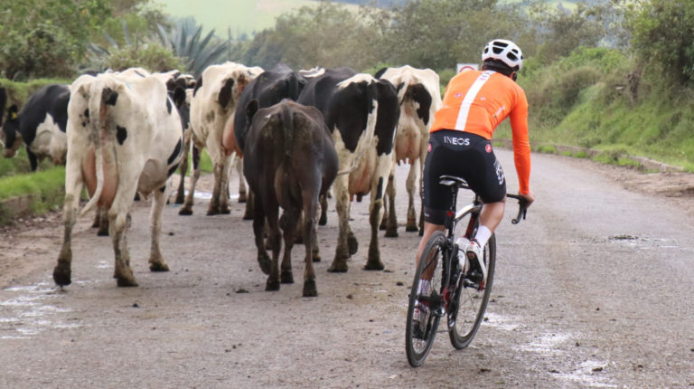 Richard Carapaz (Team Ineos) esquina unas vacas durante un entrenamiento en la provincia del Carchi.
